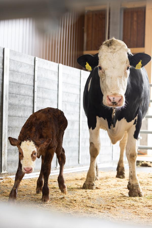 Cowtoilet